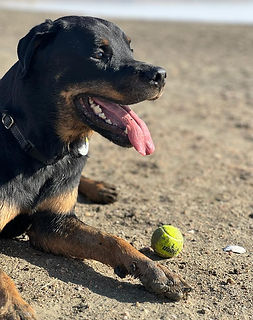 A grateful Rotweiller