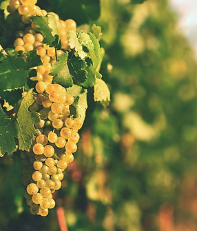 vineyards-sunset-autumn-harvest-ripe-grapes-wine-region-southern-moravia-czech-republic-v.