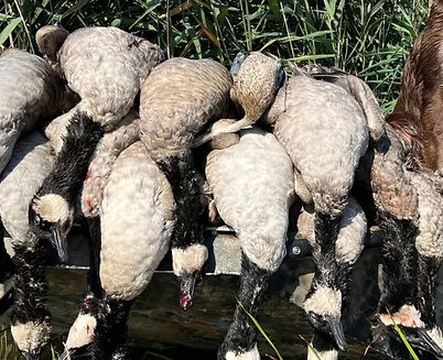 goose-boathuntuing.jpg