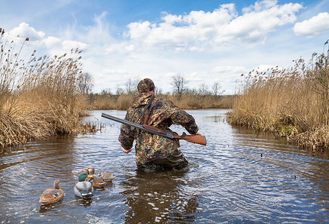 swamp-stock (2).png