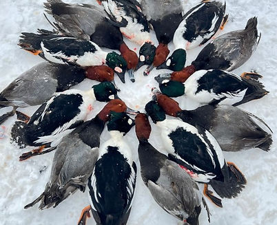 canvasandgoldeneye.jpg