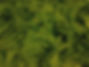 Earth Day #2_Oils_FT04_e_edited_edited_edited.jpg