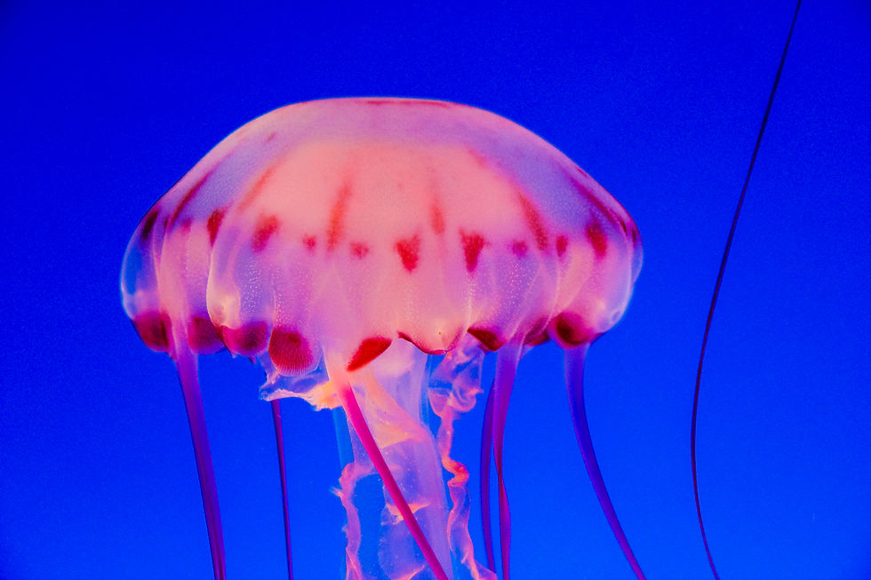 Jelly Fish