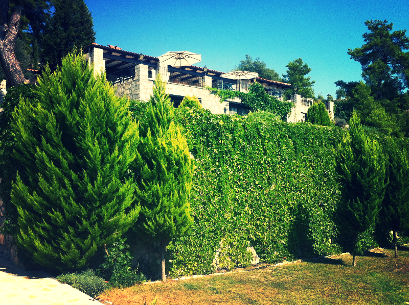 View from the garden