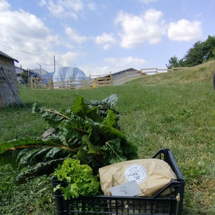 Foto cesto di verdure