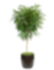Ficus Ali Standard