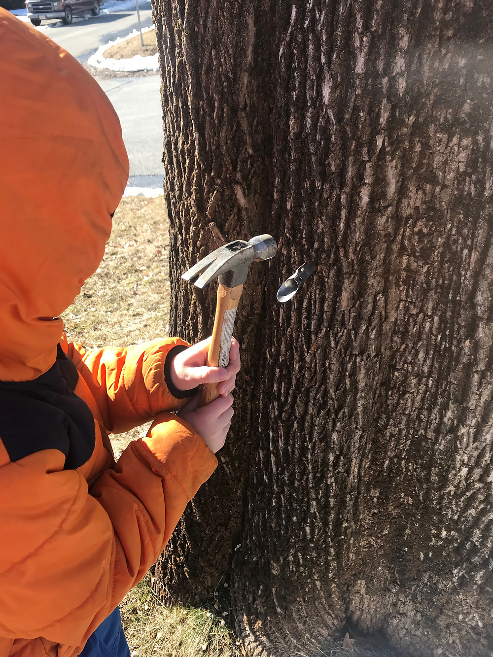 A small child, dressed in an orange winter coat, hammers a metal maple tap into a large maple tree