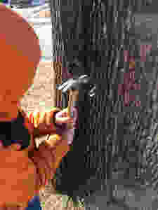 A small child, dressed in an orange winter coat, hammers a metal maple tap into a large maple tree