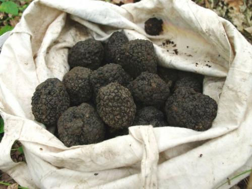 Truffes de Bourgogne
