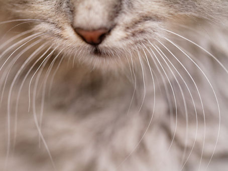 Cat Whiskers Meaning: What Your Cat's Whiskers Reveal About Their Mood