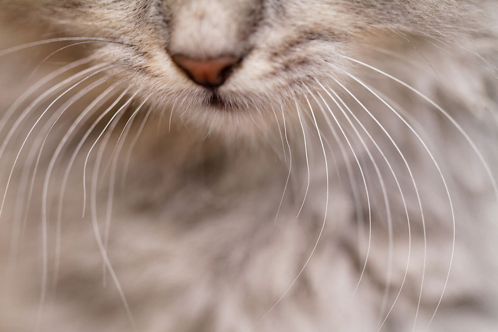 Cat Whiskers Meaning: What Your Cat's Whiskers Reveal About Their Mood