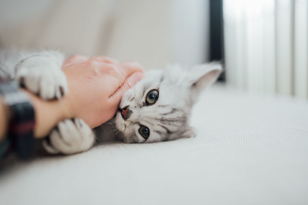 Why Does My Cat Bite Me? Understanding Love Bites, Play Biting, and Overstimulation