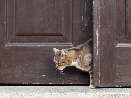 Indoor vs. Outdoor Cats