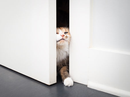 Why Does My Cat Follow Me Everywhere? What This Behavior Really Means