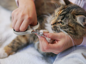 How Often Should You Trim Your Cat’s Nails? A Complete Care Guide