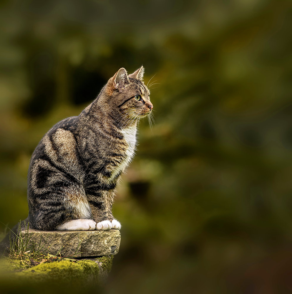 Gallery Detail: Why Is My Cat Acting Weird Behavior Changes Explained Stress