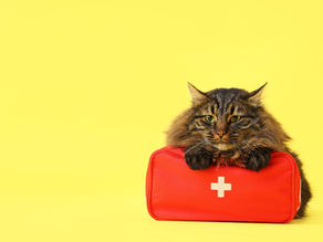 How to Pack a Cat Emergency Kit