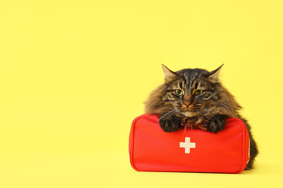 How to Pack a Cat Emergency Kit