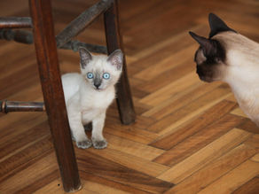 How to Introduce Two Cats: A Step-by-Step Guide