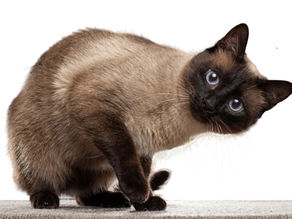 Cat Facial Expressions Meaning Explained