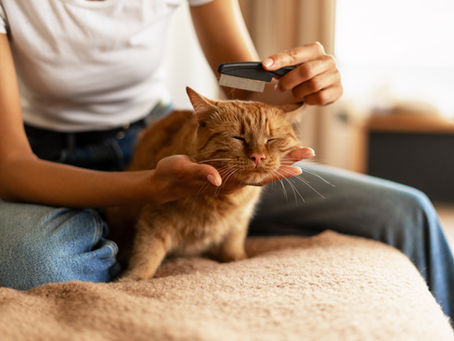 Can Cats Recognize Their Owners? How Cats Know You’re Their Person