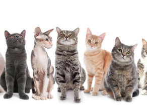 Which Cat Breed Is Best for Me? Choosing the Perfect Feline Companion