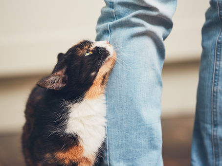 How to Build Trust with a Rescue or Foster Cat
