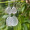 Thumbnail: Drop coloured earrings,silver plated.