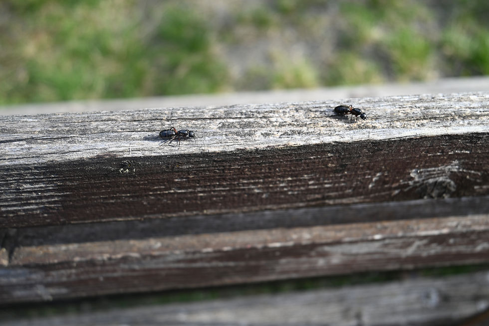 DSC_1807.JPG