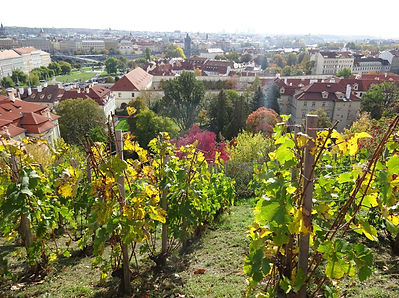 vinice - kopie.JPG