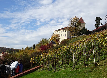 svatovaclavska vinice a pohled na hrad -