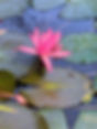 Lotus.JPEG