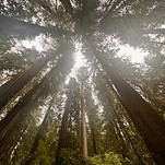 Sequoias.jpg