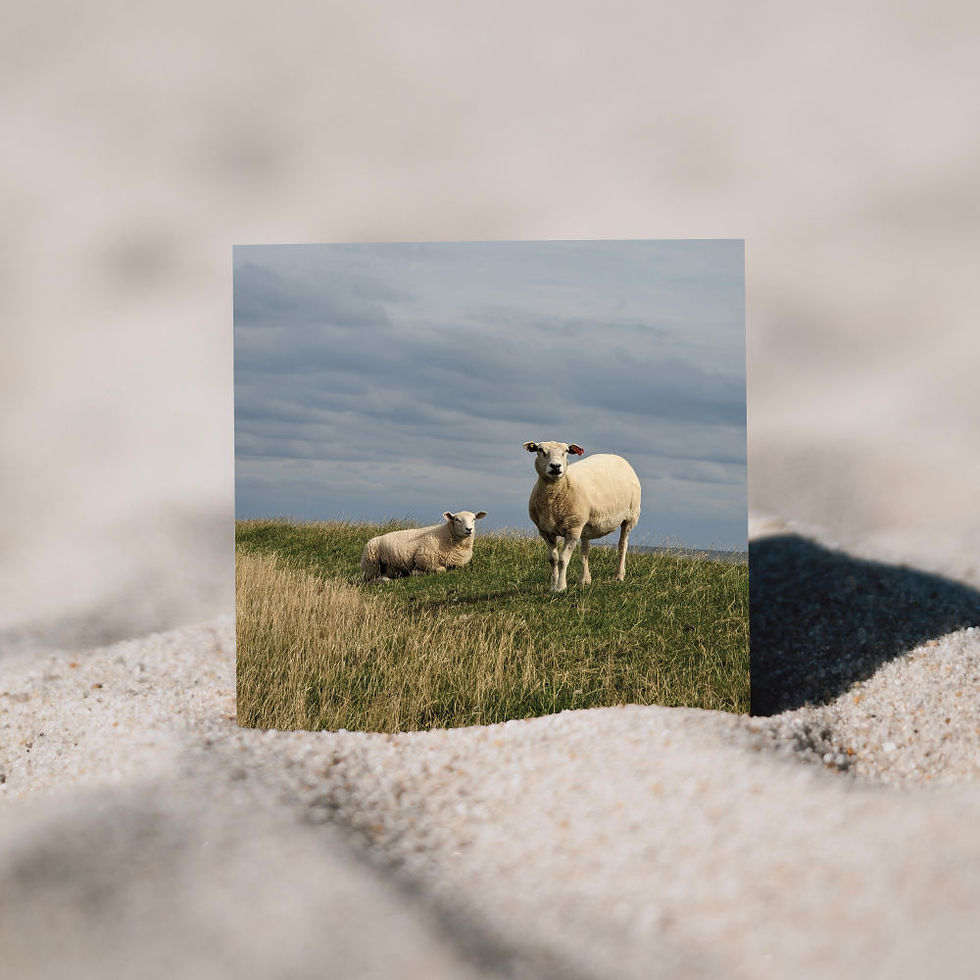 Thumbnail: Schafe auf einer Düne auf Sylt als Holzbild, freistehend im Sand als Produktmockup.
