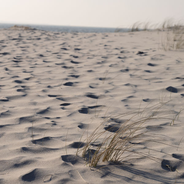 Miniaturbild: Sanddüne mit feinem Strandgras auf Sylt bei ruhiger Küstenlandschaft