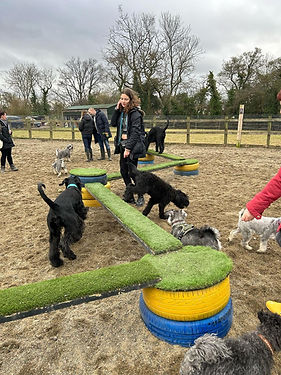 Dogs playing