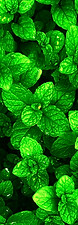 spearmint_edited_edited.jpg