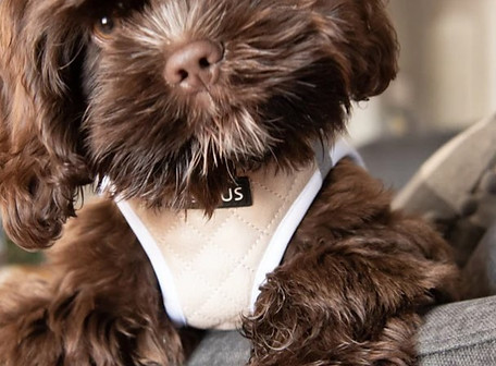 Cute brown dog in a quilted PETs R US harness, highlighting high-quality materials used in our accessories. Shop our collection based on different material options for your pet's needs