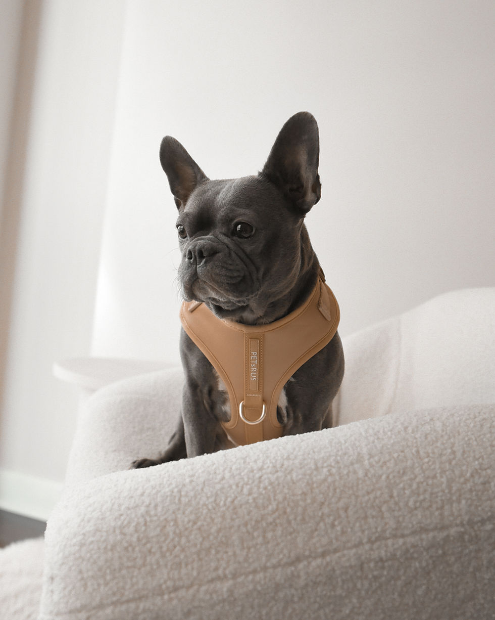 Thumbnail: Maggie No Pull Adjustable Harness