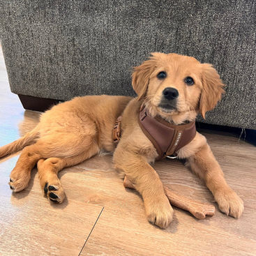 Pet Etiquette In Public Places: A Guide For Responsible Dog Owners