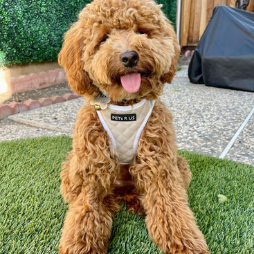 Ultimate Guide to Dog Grooming: Keeping Your Pet Happy and Healthy