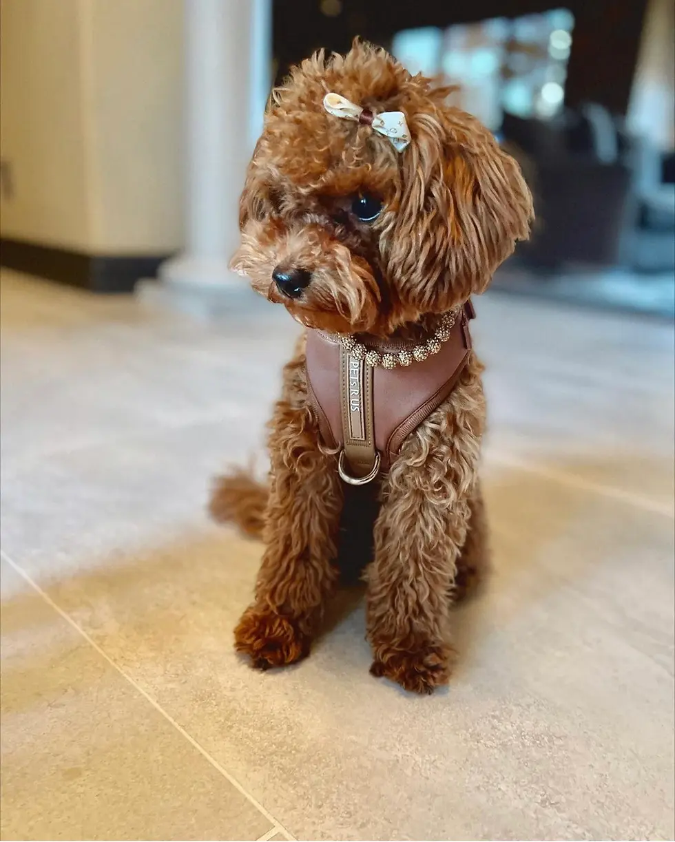 Thumbnail: Yorkie wearing brown PETsRUS harness indoors
