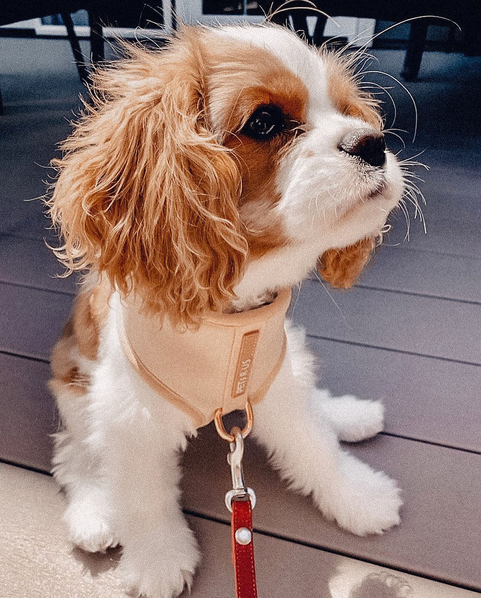 cute puppy cavalier in beige harness no pull adjustable