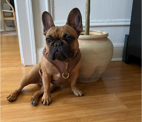Picture of Best Dog Breeds for Apartment Living