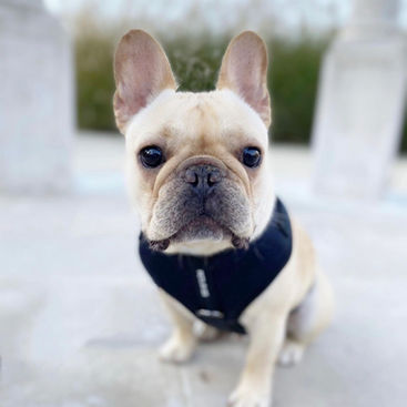 Natural Remedies: How to Remove Dog Tear Stains Safely