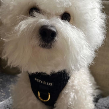 Dog Vision: Are Dogs Color Blind? The Truth About How Dogs See the World