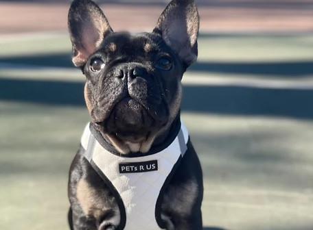 French Bulldog wearing a PETs R US harness, showcasing unique features designed for comfort and style. Explore our feature-rich dog accessories collection