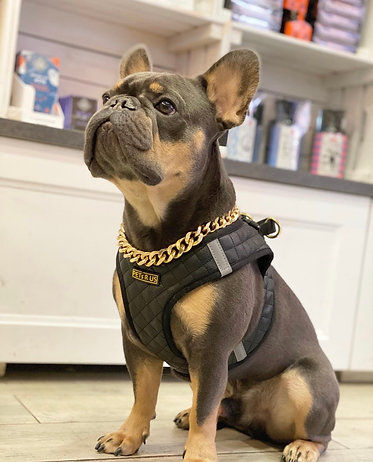 Handsome Franch bulldog puppy wearing lether step in dog harness with quilted design, black color, very stylish and modern. High quality accessories for french bulldogs onlu at PETs R US