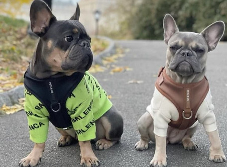 Two French Bulldogs wearing stylish PETs R US harnesses; one in a black harness with a green sweater, and the other in a brown harness with a white sweater. Perfect for those looking to shop dog accessories by style