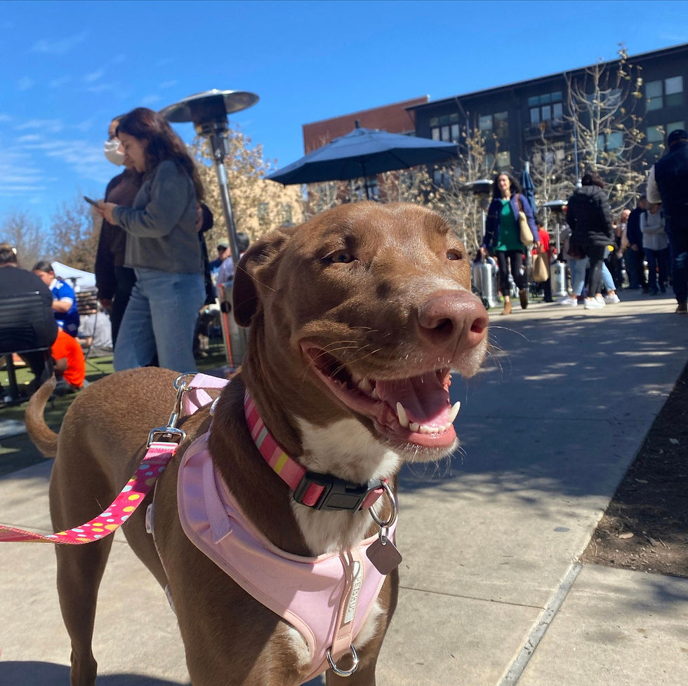Thumbnail: Baby Pink Adjustable Dog Harness No Pull Light Neoprene Leather Front Clip Small Medium Dog Training Soft
